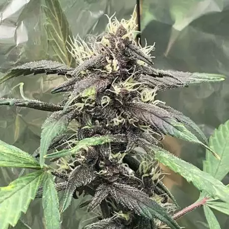 Auto LSD 25