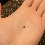 LSD-25 Auto (FastBuds)