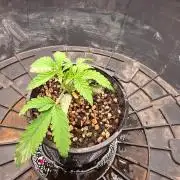 Gorilla Cookies x Tropicana Cookies