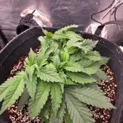 Gorilla Cookies x Tropicana Cookies
