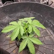 Gorilla Cookies x Tropicana Cookies