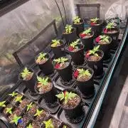 probando seeds