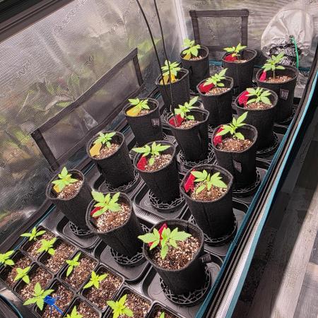 probando seeds