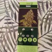 Gelato spliff seed