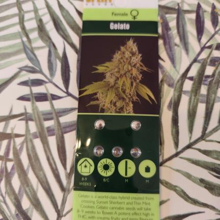 Gelato spliff seed