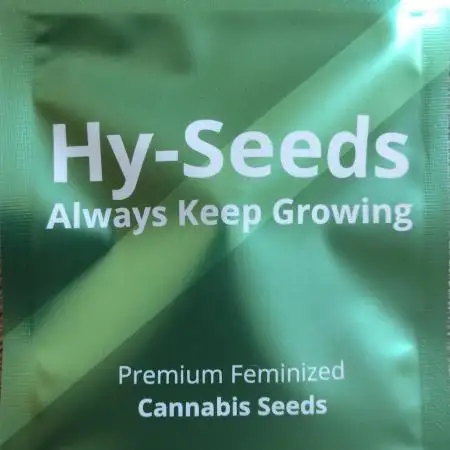 Big Amnesia Haze autoflower Hy-seeds