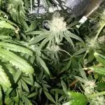 Big Amnesia Haze autoflower Hy-seeds