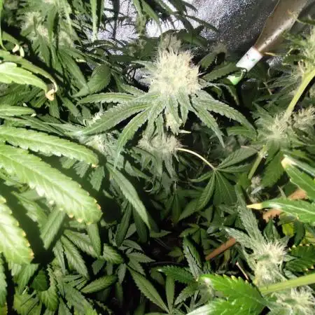 Big Amnesia Haze autoflower Hy-seeds