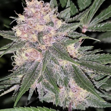 Red wine 🍷 X the Bird 🐦