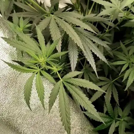 Amnesia Lemon 🍋 Kush Hy-seeds