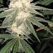 Red wine 🍷 X the Bird 🐦