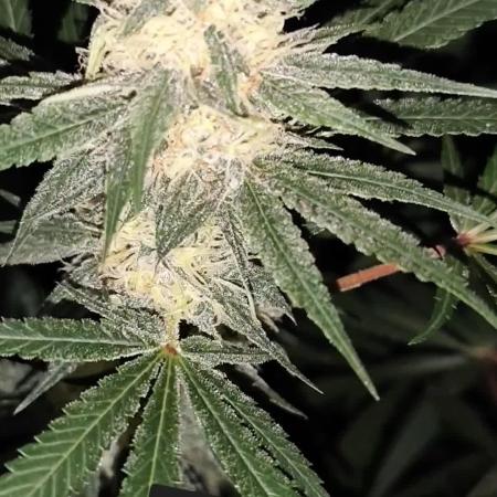 Red wine 🍷 X the Bird 🐦