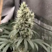 Spliff Seeds Gelato