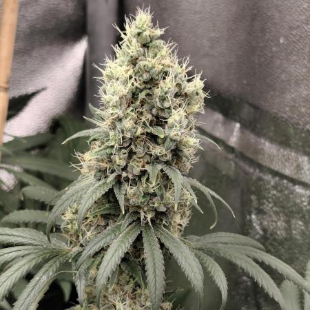 Spliff Seeds Gelato