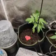 Sweetopia 🍭 paradise seeds