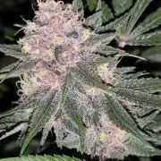 Red wine 🍷 X the Bird 🐦