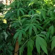 Durban Fruity - Serious Seeds