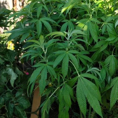 Durban Fruity - Serious Seeds