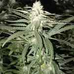 24K Gold Kush 