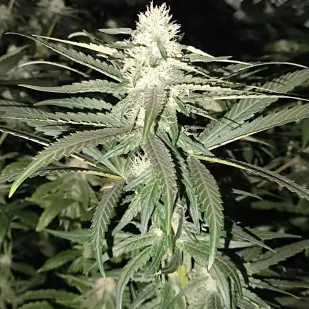 24K Gold Kush 