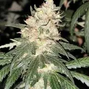 Seeds Genetics - Gorilla Glue