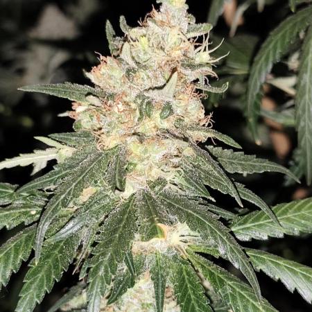 Seeds Genetics - Gorilla Glue