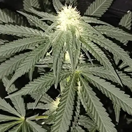 Amnesia Lemon 🍋 Kush Hy-seeds
