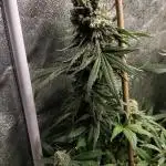 Big Amnesia Haze autoflower Hy-seeds