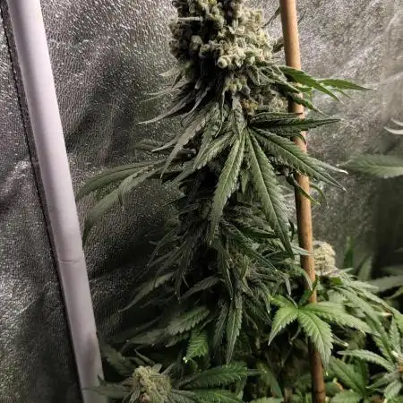 Big Amnesia Haze autoflower Hy-seeds