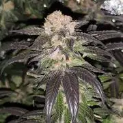 Red wine 🍷 X the Bird 🐦