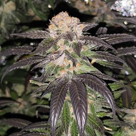 Red wine 🍷 X the Bird 🐦