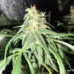 24K Gold Kush 
