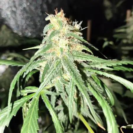 24K Gold Kush 