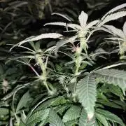 Durban Fruity - Serious Seeds
