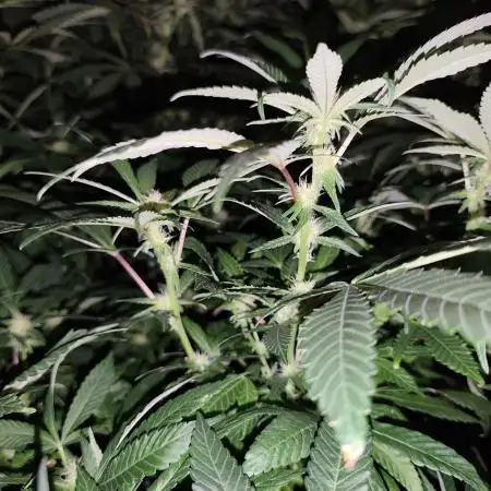 Durban Fruity - Serious Seeds