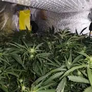 Purple mintz 💜 Paradise Seeds