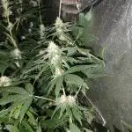Big Amnesia Haze autoflower Hy-seeds