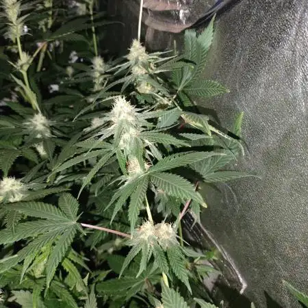 Big Amnesia Haze autoflower Hy-seeds