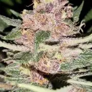 Red wine 🍷 X the Bird 🐦