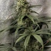 Spliff Seeds Girl Scout Cookies
