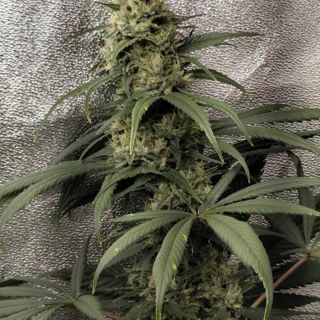 Spliff Seeds Girl Scout Cookies
