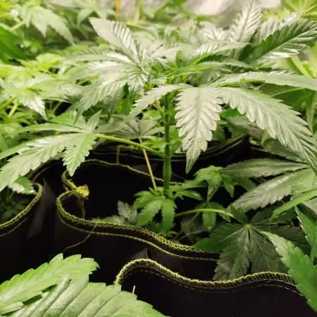 💙💙 Blue Zushi Seeds Genetics