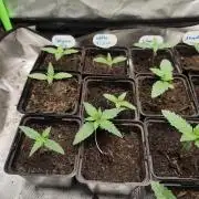 Kannabia seed - Skunk+