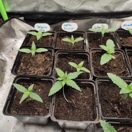 Kannabia seed - Skunk+