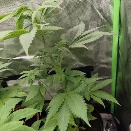 Durban Fruity - Serious Seeds