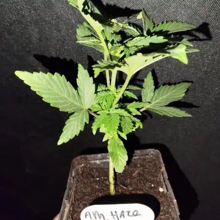 Big Amnesia Haze autoflower Hy-seeds