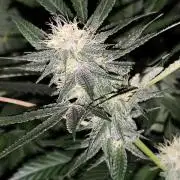 Red wine 🍷 X the Bird 🐦