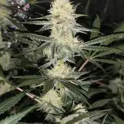 Red wine 🍷 X the Bird 🐦