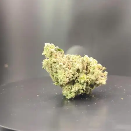 Big Amnesia Haze autoflower Hy-seeds