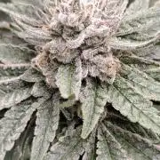 Seeds Genetics - 24K Kush